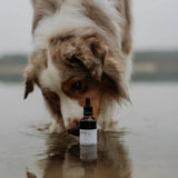 WAP: 1 Paw Oil 50ml